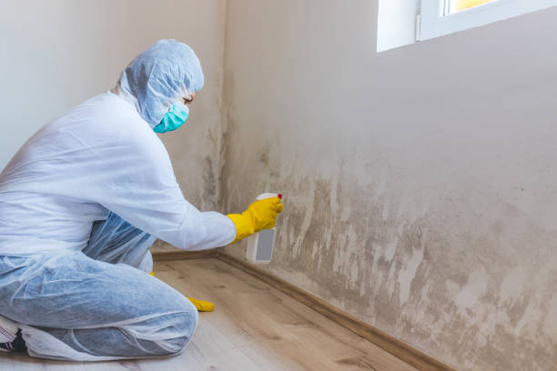 Black mold inspection in Parkville