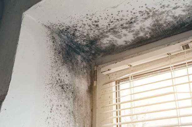 Mold Removal service in Parkville